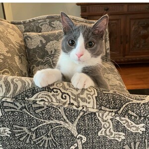 Fundraising Page: Cosmos PAC ALUM! 